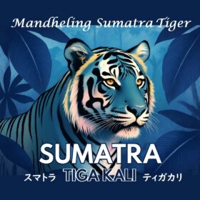 【珈琲遊戯】 スマトラ ティガカリ　100g - 画像 (2)